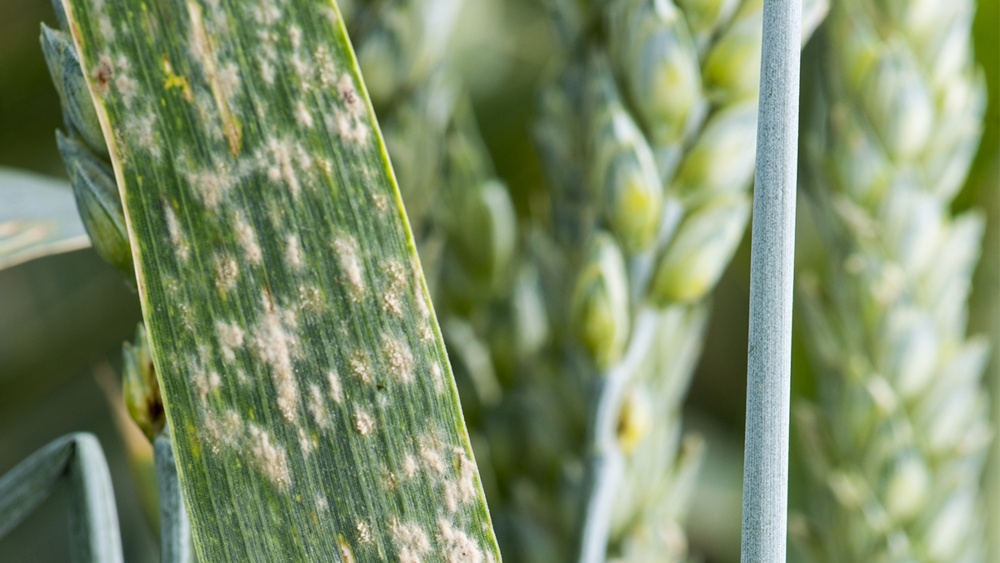 Maladies Du Blé Fusariose Rouille Septoriose Etc