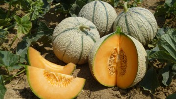 basf acquisition melons asl