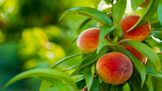 La Smart Protection pour les fruits à noyau 