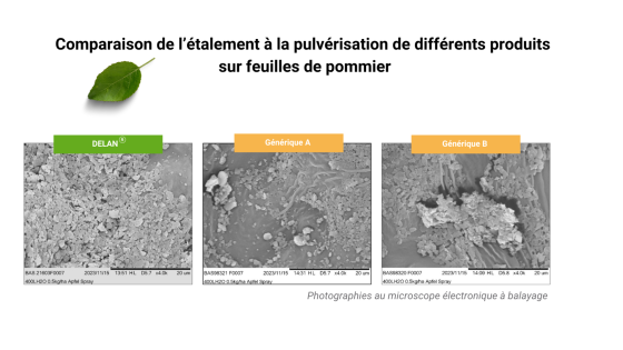 comparaison sur feuilles de pommiers