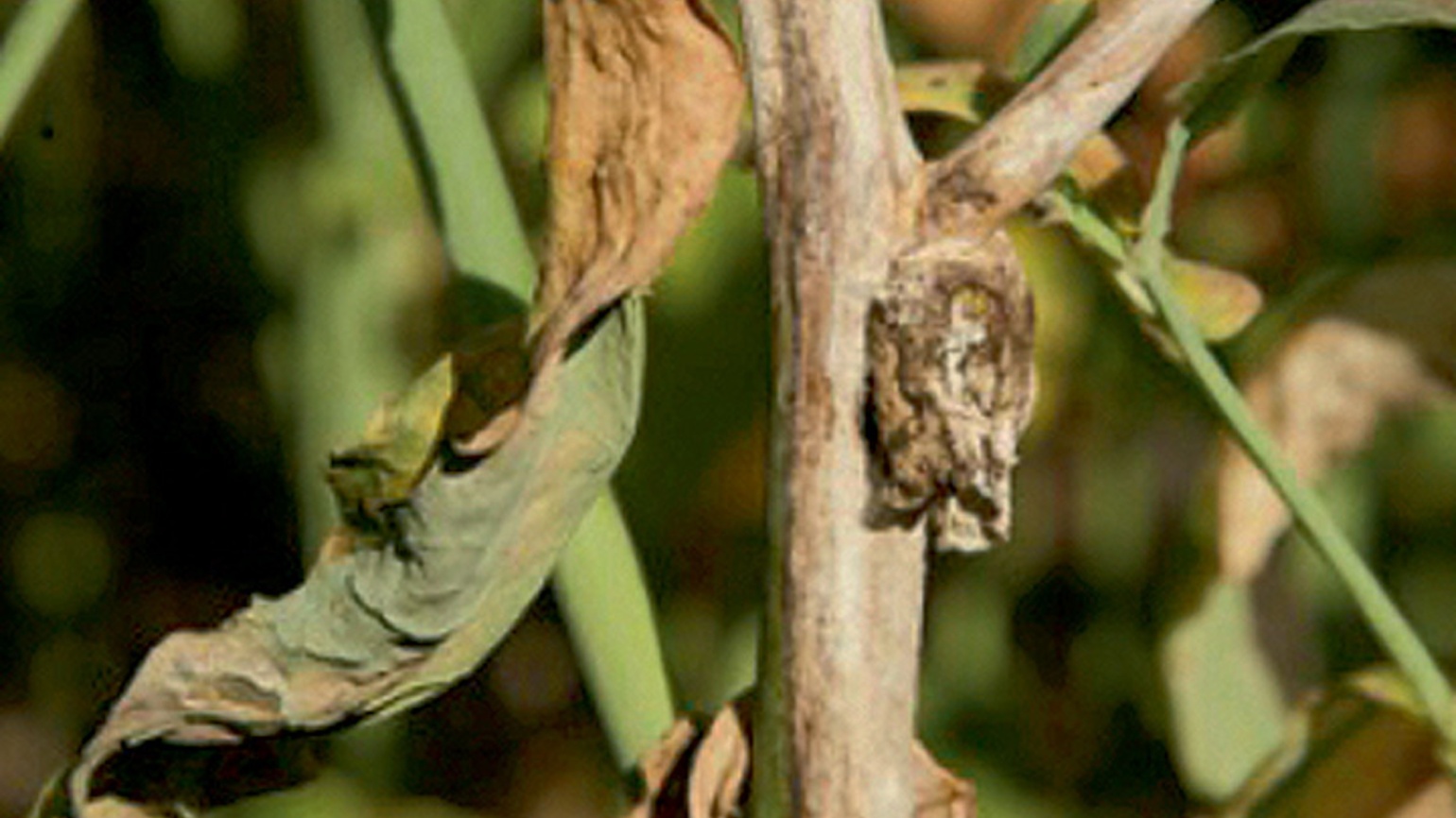 Sclerotinia Du Colza - Maladies Du Colza