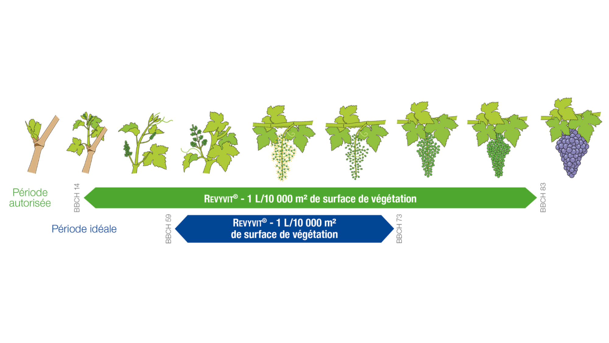 REVYVIT® : un positionnement à la fleur est la période idéale pour gérer les 2 maladies, période de grande vulnérabilité des grappes tant pour l’oïdium que pour le black-rot. 