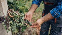 Parlons Vrai Parlons Vigne