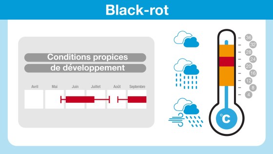 conditions propices au développement du black-rot