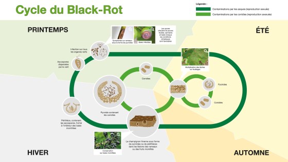 cycle black rot