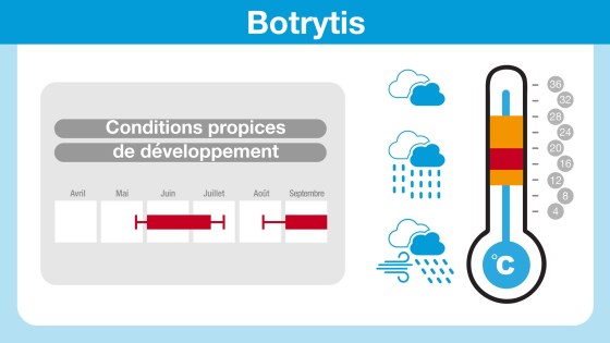 conditions propices au développement du botrytis