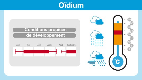 conditions propices au développement de l'oïdium 