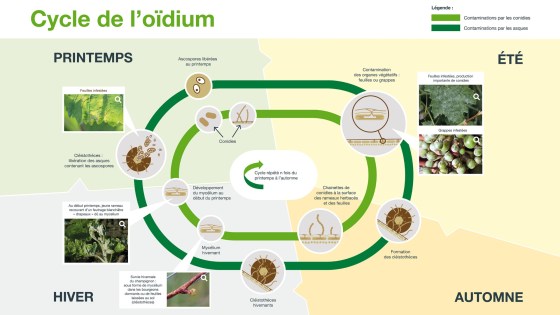 cycle oidium